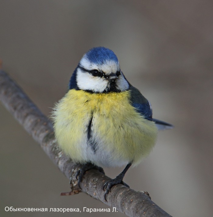 Обыкновенная лазоревка, Гаранина Л.