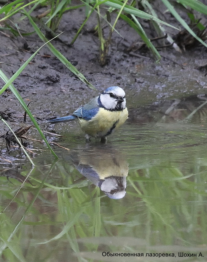 Обыкновенная лазоревка, Шохин А.