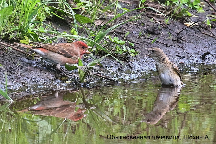 Обыкновенная чечевица, Шохин А.