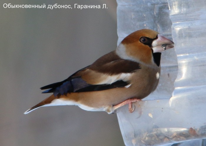 Обыкновенный дубонос, Гаранина Л.