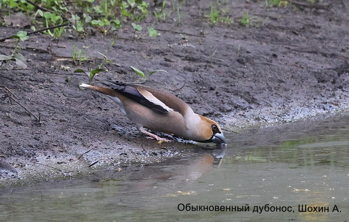 Обыкновенный дубонос, Шохин А.