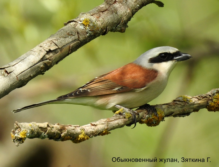 Обыкновенный жулан, Зяткина Г.