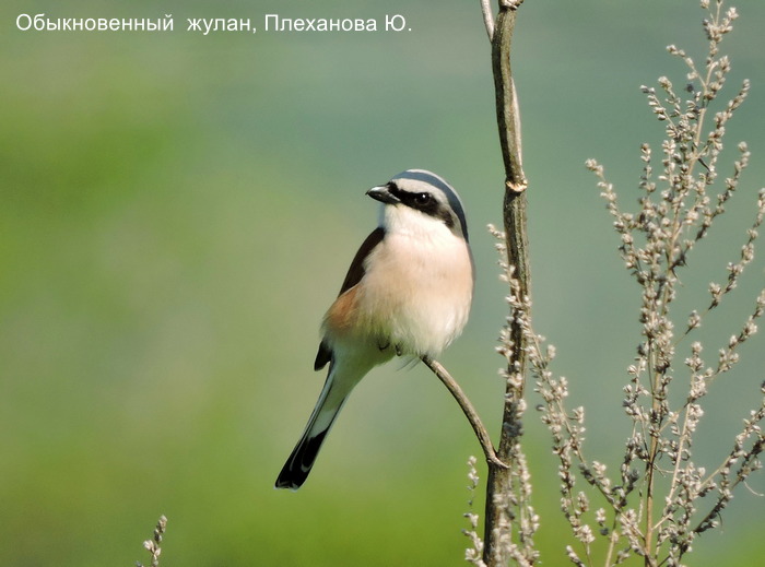 Обыкновенный жулан, Плеханова Ю.