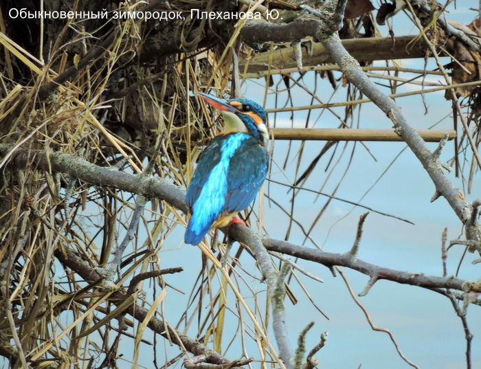 Обыкновенный зимородок, Плеханова Ю.