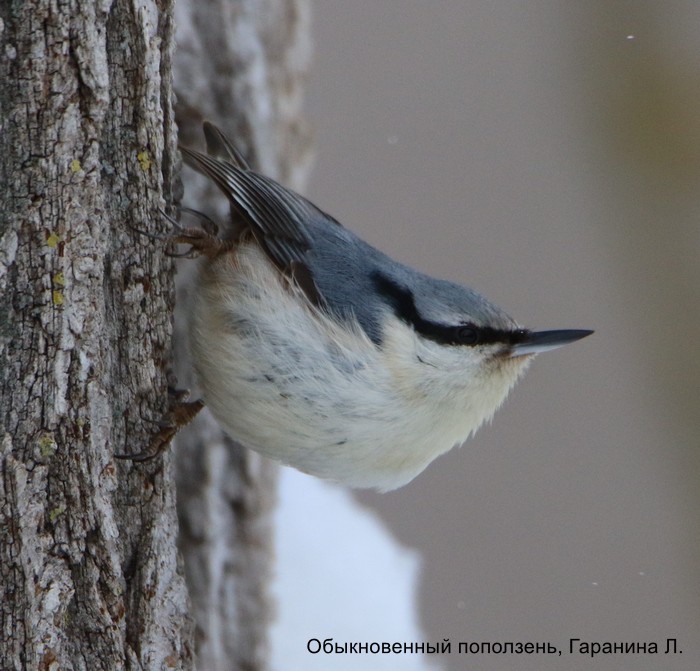 Обыкновенный поползень, Гаранина Л.