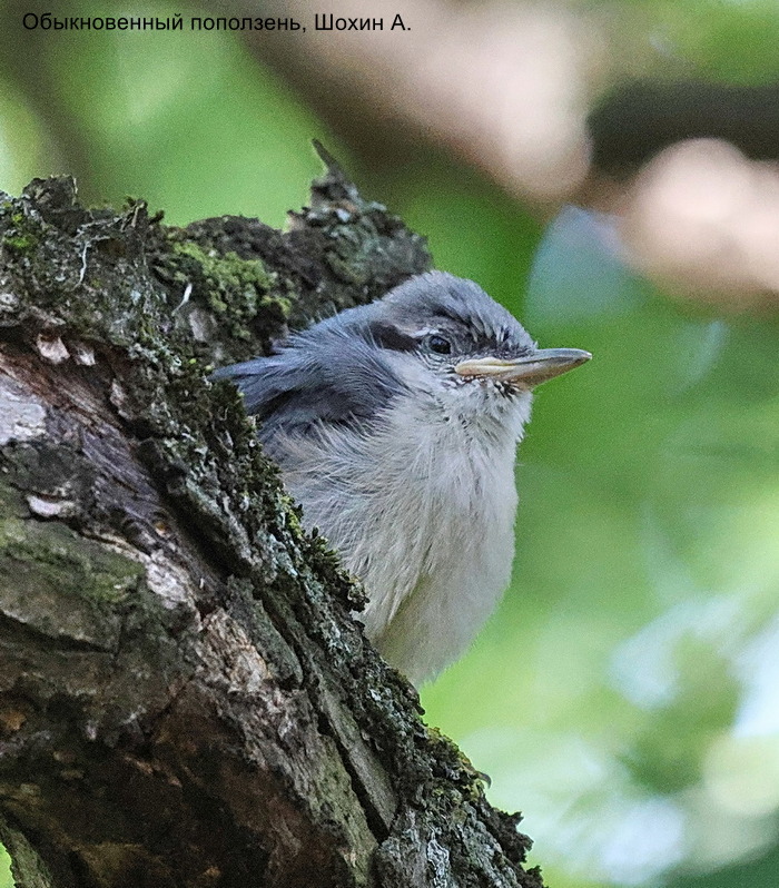 Обыкновенный поползень, Шохин А. (1)