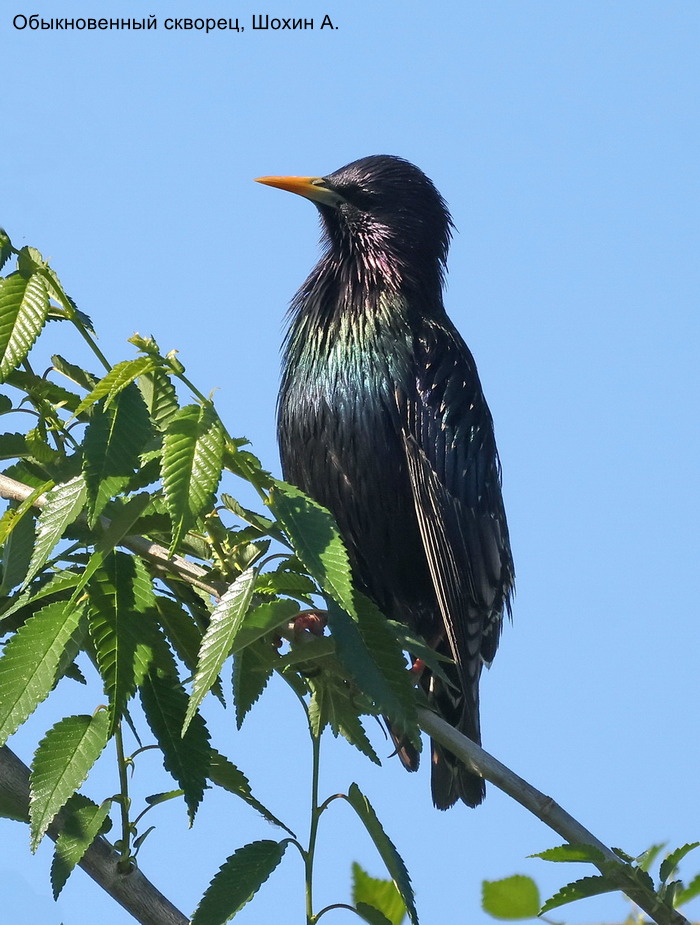 Обыкновенный скворец, Шохин А.