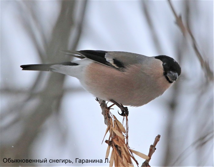 Обыкновенный снегирь, Гаранина Л.