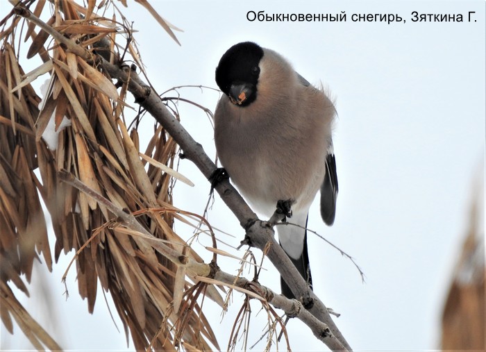 Обыкновенный снегирь, Зяткина Г.