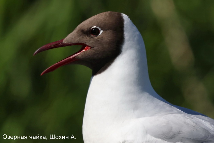 Озерная чайка, Шохин А.