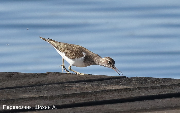 Перевозчик, Шохин А.
