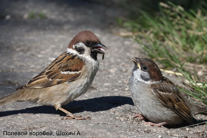 Полевой воробей, Шохин А.