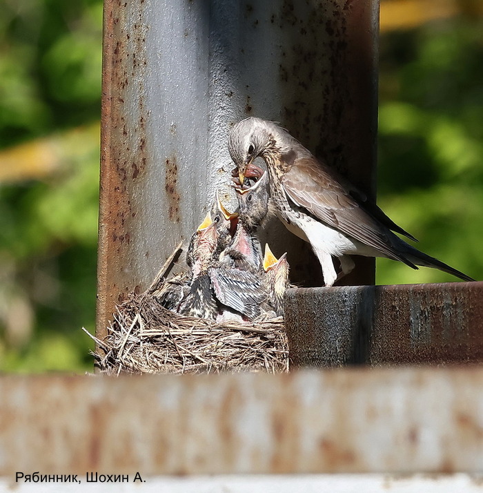 Рябинник, Шохин А (1)