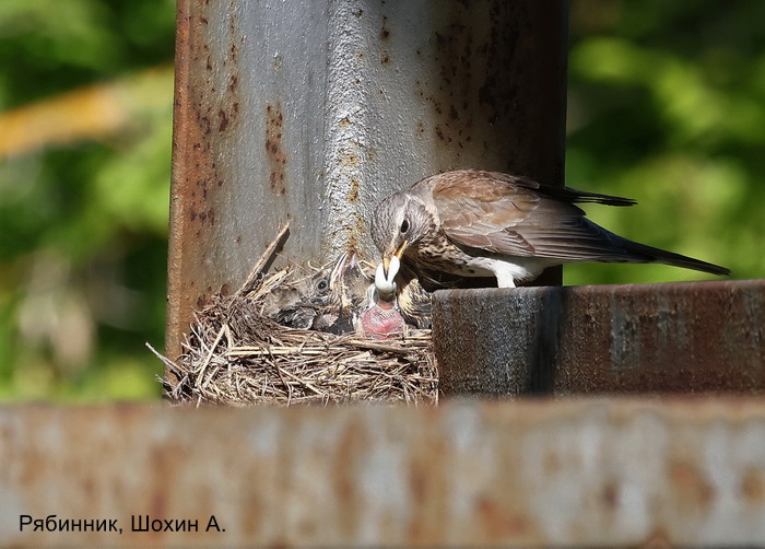 Рябинник, Шохин А (2)
