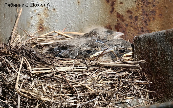 Рябинник, Шохин А (3)