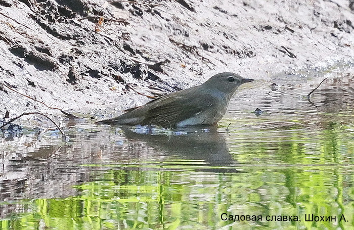 Садовая славка, Шохин А.