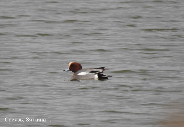 Свиязь, Зяткина Г.
