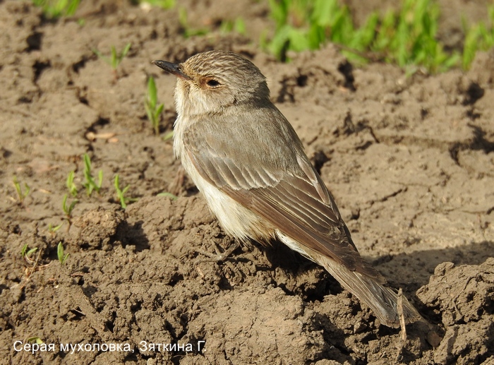 Серая мухоловка, Зяткина Г.