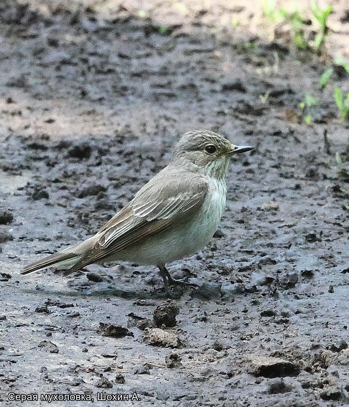 Серая мухоловка, Шохин А.