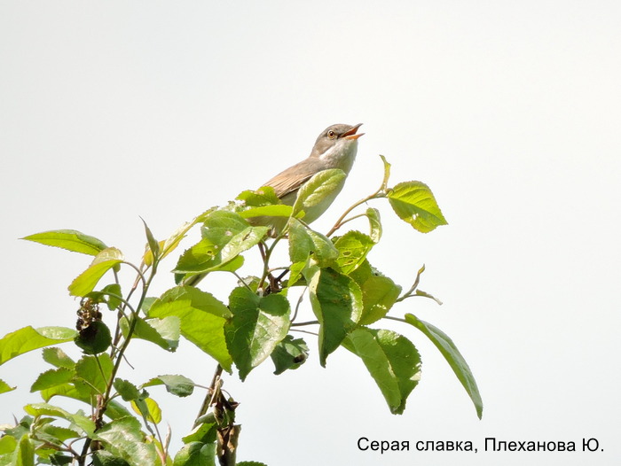 Серая славка, Плеханова Ю.