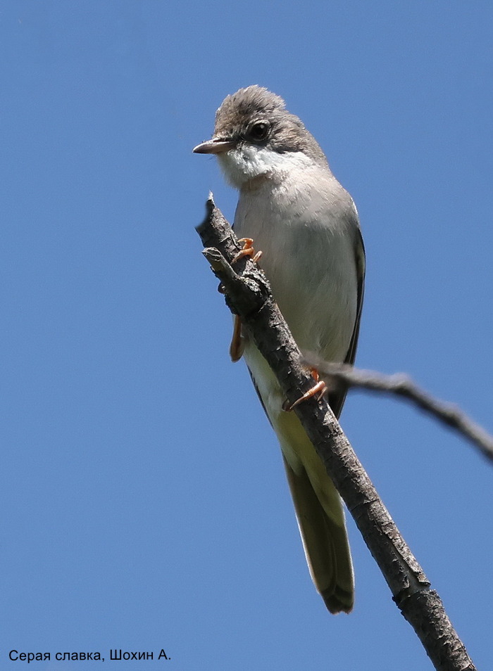 Серая славка, Шохин А.