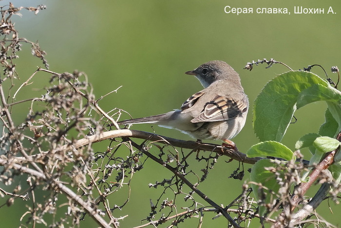 Серая славка, Шохин А.