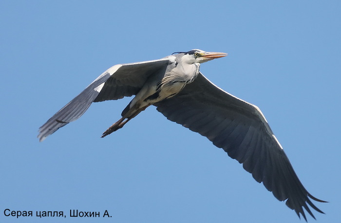 Серая цапля, Шохин А.
