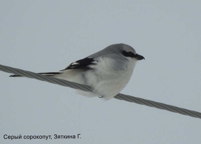Серый сорокопут, Зяткина Г (1)