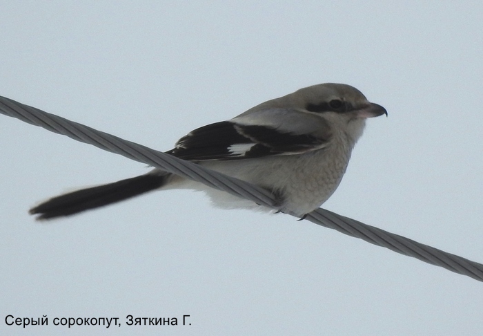 Серый сорокопут, Зяткина Г (2)