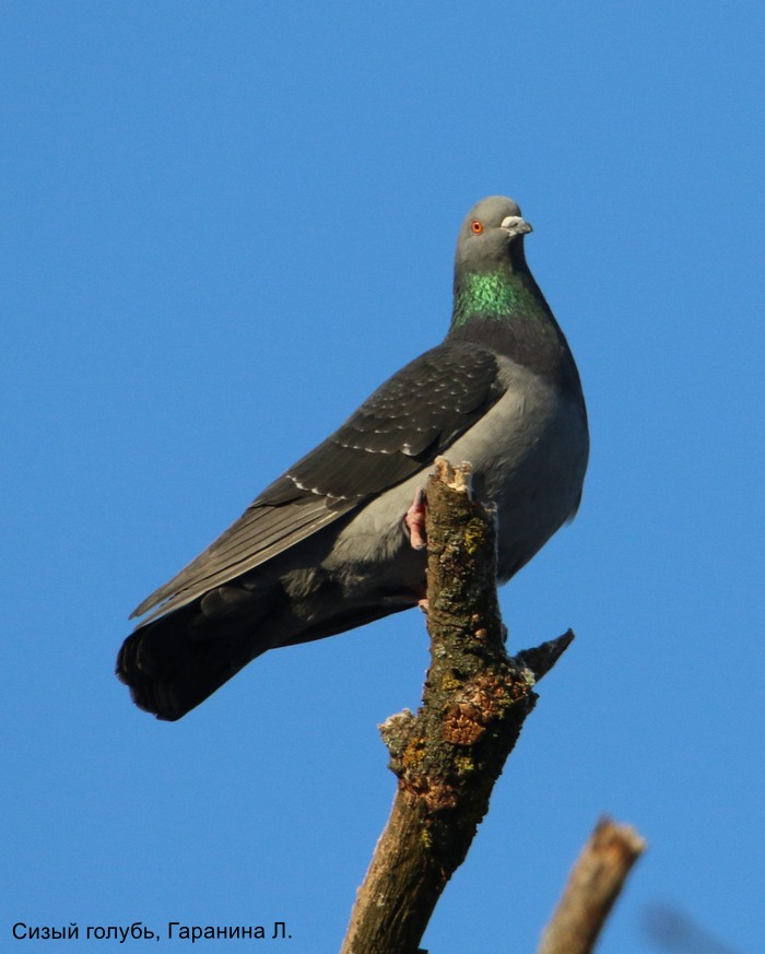 Сизый голубь, Гаранина Л.