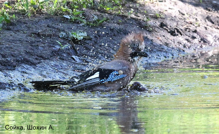 Сойка, Шохин А.