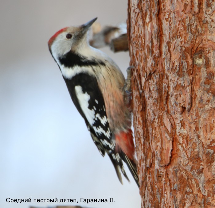 Средний пестрый дятел, Гаранина Л.