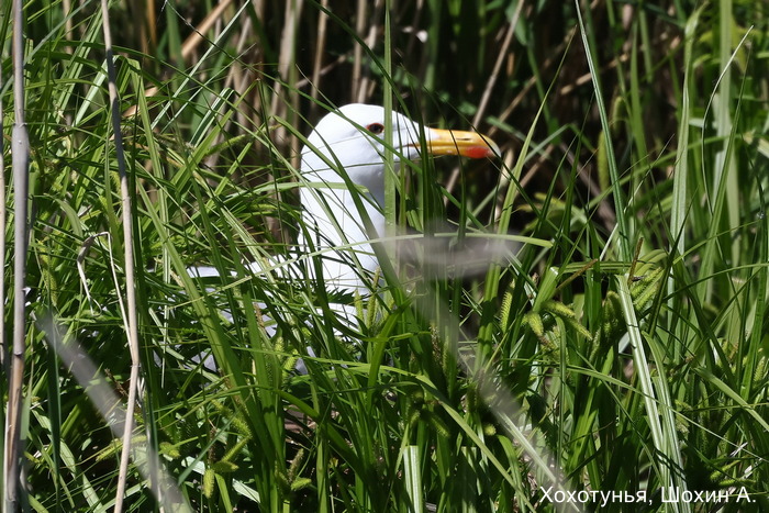 Хохотунья, Шохин А.