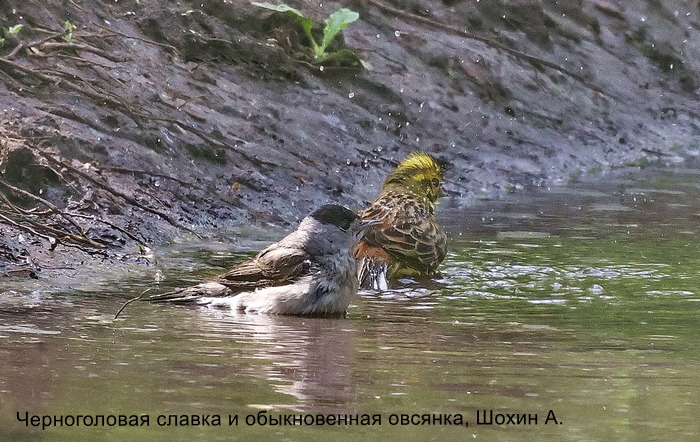 Черноголовая славка и обыкновенная овсянка, Шохин А.