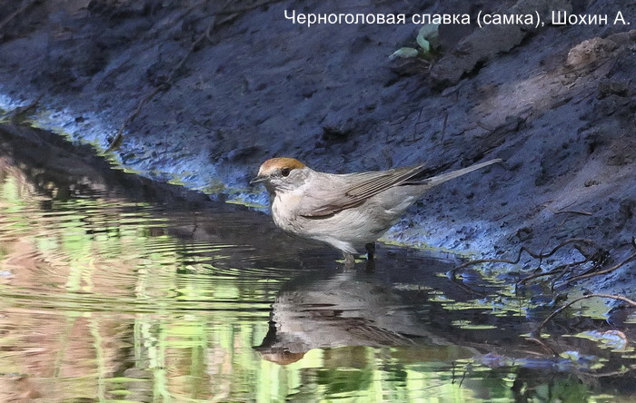 Черноголовая славка (самка), Шохин А.