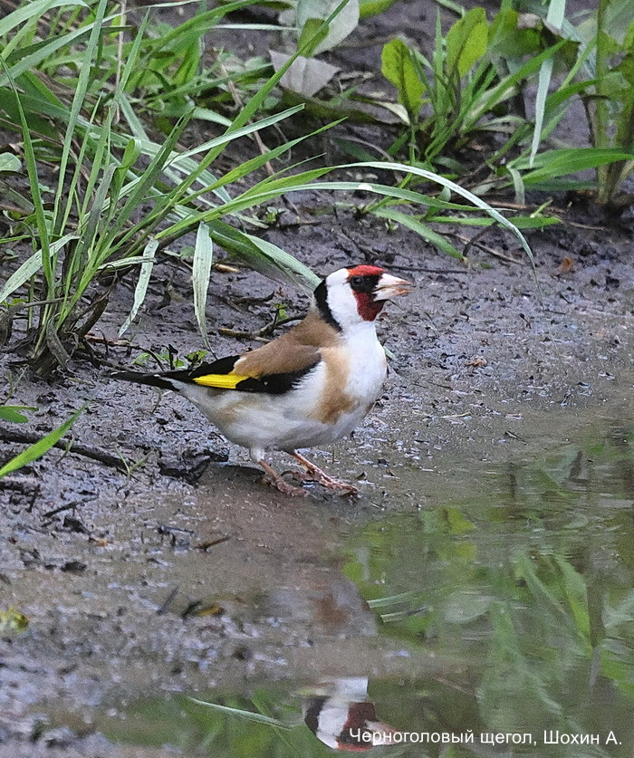 Черноголовый щегол, Шохин А.