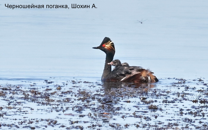 Черношейная поганка, Шохин А. (1)