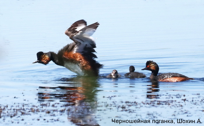 Черношейная поганка, Шохин А. (2)