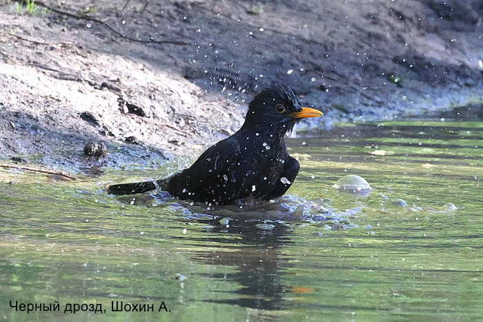 Черный дрозд, Шохин А.
