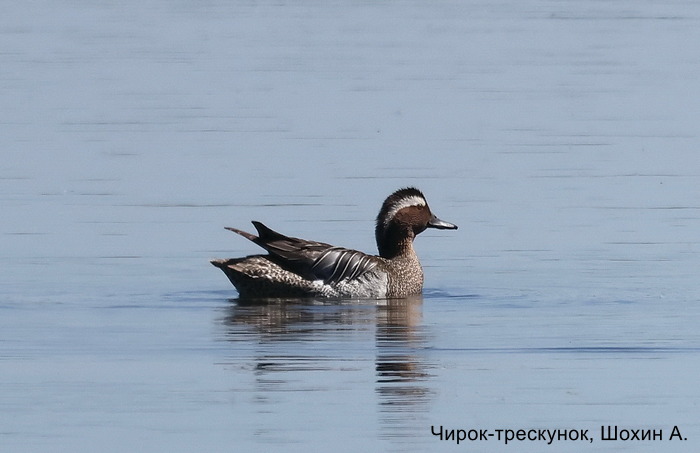 Чирок-трескунок, Шохин А.
