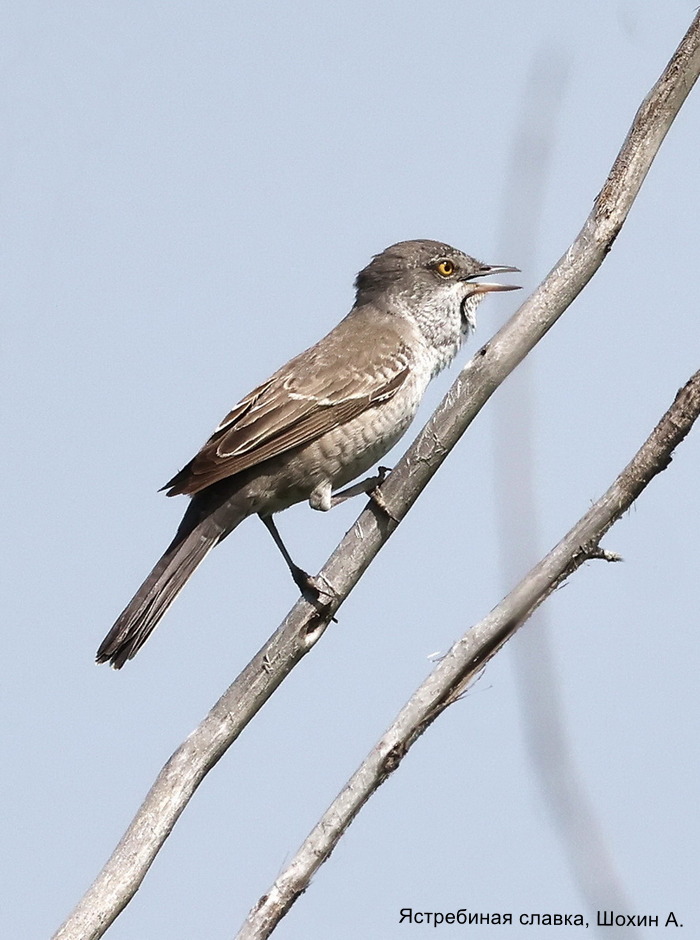 Ястребиная славка, Шохин А. (1)