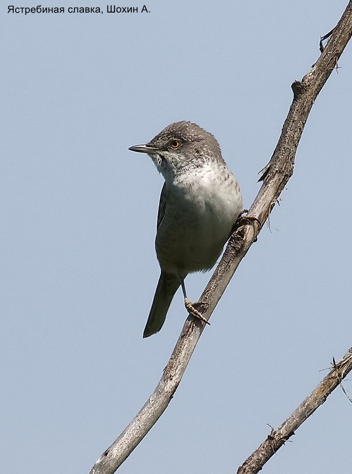 Ястребиная славка, Шохин А. (2)