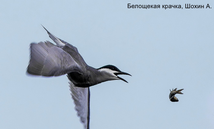 Белощекая крачка, Шохин А.