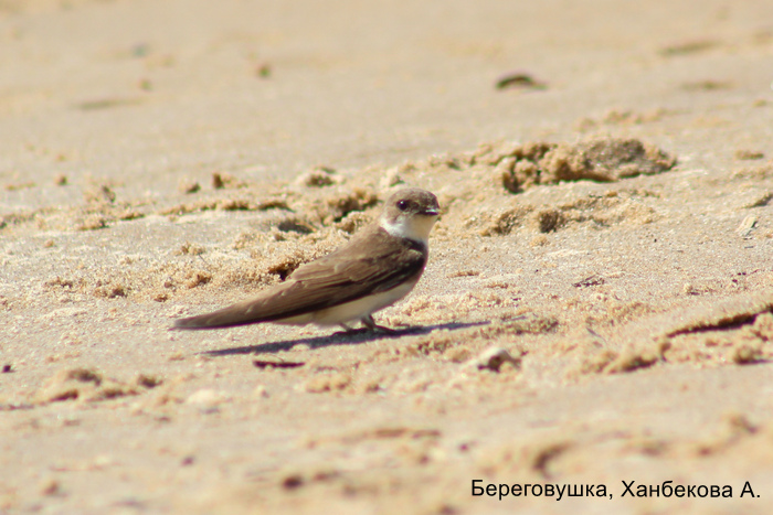 Береговушка, Ханбекова А.