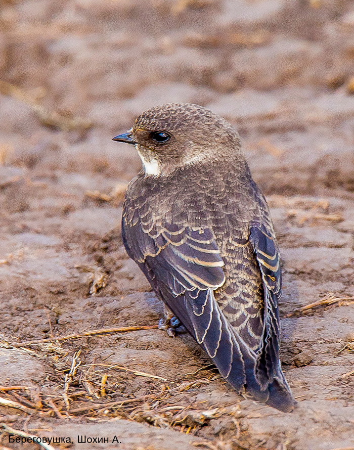 Береговушка, Шохин А.