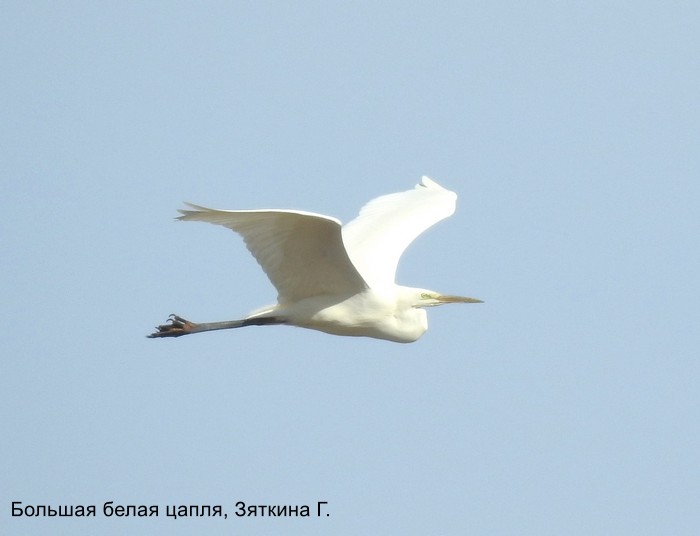 Большая белая цапля, Зяткина Г.