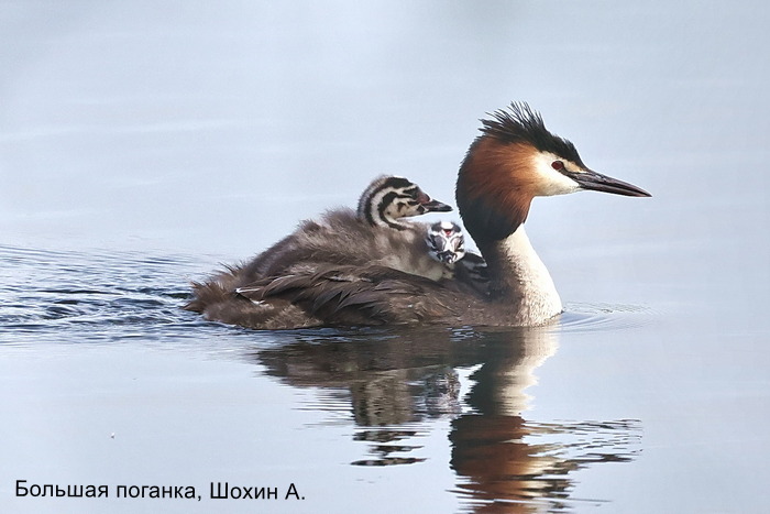 Большая поганка, Шохин А.