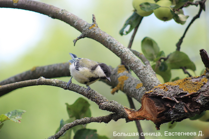 Большая синица, Евстегнеев Д.