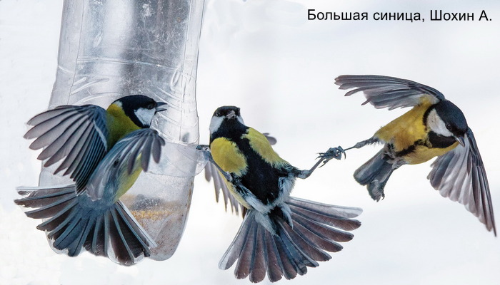 Большая синица, Шохин А.