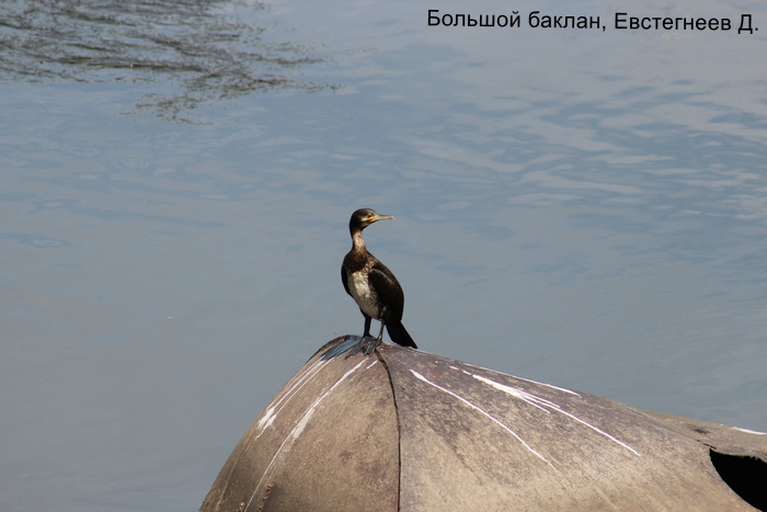 Большой баклан, Евстегнеев Д.